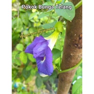 Pokok Bunga Telang  Biru **Anak Pokok Dalam Polybag/Biji Benih 10 pcs