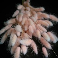 Dried lagurus light pink