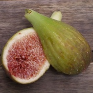 1 ต้น Figs ต้นมะเดื่อฝรั่ง พันธุ์ Longue d Aout กระถาง 6 นิ้ว ลำต้นสูง 20-30 ซม พร้อมออกลูกใน 6 เดือ