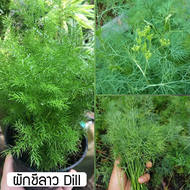 เมล็ดพันธุ์ ผักชีลาว (Dill) ปลูกง่าย ปลูกได้ทั่วไทย