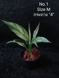 เดหลีแคระด่าง Spathiphyllum Peace Lily Variegated เดหลีด่าง  ไม้มงคล ไม้ฟอกอากาศ ด่างสวย เลี้ยงง่าย โตช้า