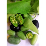 BIJI BENIH TIMUN TIKUS/ WILD MINIATURE CUCUMBER SEEDS