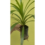Pokok Daun Pandan Kampung