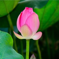 ภาพติดดอกบัวภาพแขวนตกแต่งห้องโถงกลางภาพตกแต่งห้องพระภาพติดผนังแบบมีกาวในตัวทรงสี่เหลี่ยมภาพติดบ้านให
