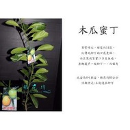 心栽花坊-木瓜蜜丁(柳丁)售價180特價150