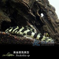 【AC草影】L134 黃金斑馬異型（4～5cm）【一隻】