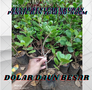Bahan bonsai bibit pohon beringin dolar daun besar rawatan akar lebat bergaransi