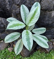 Aglaonema Silver Bay with FREE plastic pot, pebbles and garden soil (Rare Plant and Limited Stock)