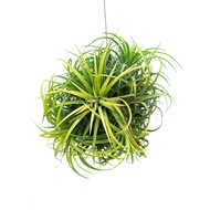 Air Plant Tillandsia Hanging Plant Home Deco Airplant Ionantha Druid Fuego Clump Ball