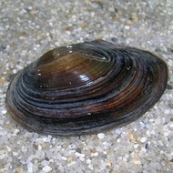 [Shinsegae Aquarium] 2 horse clams 5cm (sea crucian carp spawning area)