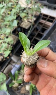 蕙比大黑(多肉植物，塊根植物，球根植物，室外，戶外，夠光)