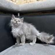 New Anak Kucing Kucing Persia Betina Super Gondrong Harga Special