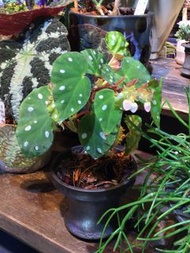 柔浩秋海棠 Begonia Jiewhoei