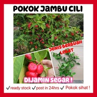 RINA • pokok Jambu cili • jambu bertih fruit sapling anak pokok buah fruit fruits chili bell water a