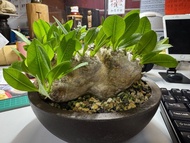 塊根植物 惠比須笑