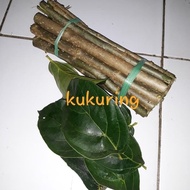 Bibit Stek Daun Cincau 1kg c177