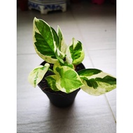 Variegated Money Plant (Njoy) Epipremnum Aureum Indoor Plant with Pot