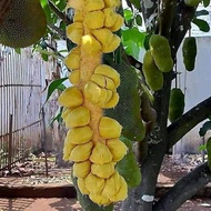 Bibit Cempedak Madu Okulasi Unggulan