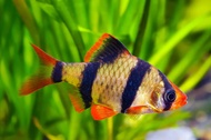 TIGER BARB/ALBINO BARB/ORNAMENTAL FISH/AQUARIUM NEEDS/READY STOCK/LIVE FISH