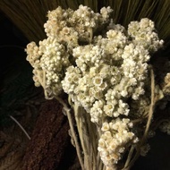 bunga edelweis kering rustic
