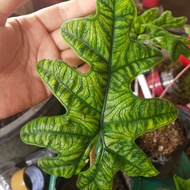 alocasia Jacklyn remaja rawatan bonggol