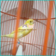 burung kenari f1 bahan pilihan