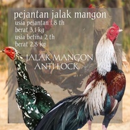 telur ayam bangkok mangon pama birma pakhoy anti lock