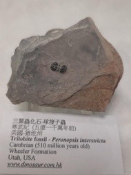 三葉蟲化石 球接子蟲
美國寒武紀古生物 Trilobite