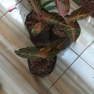 Miliki Bibit Aglaonema Pride Of Sumatra / Aglonema Red Sumatra