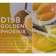 Anak Pokok Durian Golden Phoenix D198