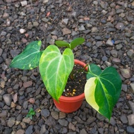 Anthurium Queen clarinervium varigata (tanaman hias kuping gajah)