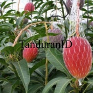 mangga miyazaki original