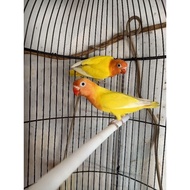 new Burung lovebird/LB/lakbet mandiri/paud/dewasa jenis LUTINO