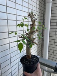 Commiphora 藍白皮橄欖 不連塊根盆 plant