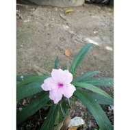 anak pokok ruellia pink(buy 1 free 1)
