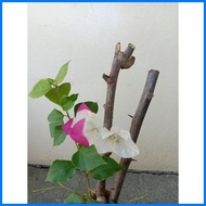 √ ∰ ╳ Rare Bougainvillea-Mary Palmer with variation of rooted and cuttings.