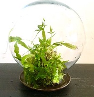 熱帶雨林苔蘚療癒生態瓶