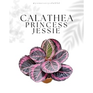 [READY STOCK ] Calathea Princess Jessie 红彩虹竹芋 Pot 150 Real Plant Pokok Hidup🪴