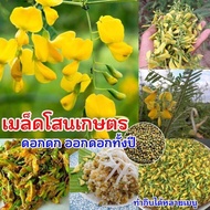 เมล็ดพันธุ์โสนเกษตรดอกใหญ่บรรจุ100เมล็ด