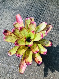 Neoregelia Angel Face ( miniature ) 積水风梨/ bromeliad