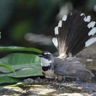 Burung Sikatan Kipasan #Gratisongkir