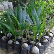 Paket 20 bibit pohon kelapa pandan wangi asli - 100% kualitas valid