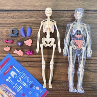 Human Body Model 8PCS Removable Parts Human Anatomical Torso Model Medicals Torso Human Body Anatomy
