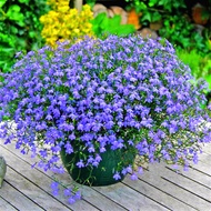 [Free Delivery]（100 Seeds）Blue Flower Flax Seeds