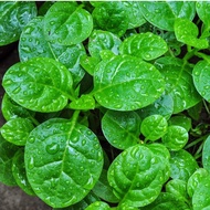 High Yield Malabar Malabar Seeds - h2t farm