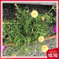Pokok bunga rose Jepun  berbunga Random colour