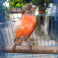 red siskin dilute