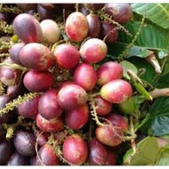 Buah Longan Brazil/Matoa 1KiLo