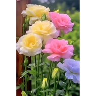 Eustoma / 洋桔梗花 Seeds 50Pcs from SG