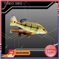Ikan pbas all varian hiasan akuarium pbass xingu